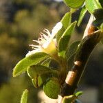 Cotoneaster integrifolius