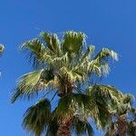 Washingtonia filifera Leaf