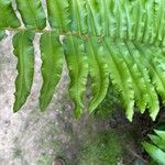 Blechnum cordatum ഇല