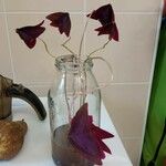 Oxalis triangularis 葉