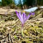 Crocus heuffelianus Çiçek