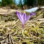 Crocus heuffelianus Цвят