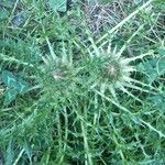 Cirsium acaulon Foglia