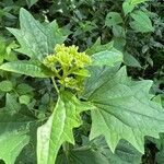 Arnoglossum atriplicifolium Foglia