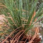Pinus monticola Hoja