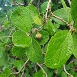 Cordia monoica Frukt