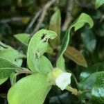 Diospyros whyteana Flower