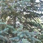 Abies concolor عادت