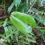 Smilax anceps برگ