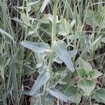 Euphorbia serrata Leaf