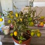 Citrus japonica पत्ता