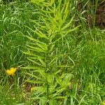 Polygonatum verticillatum ശീലം