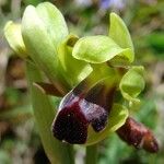 Ophrys sulcata Kita