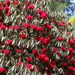 Rhododendron delavayi Yeri