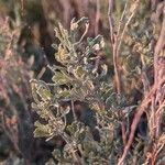 Artemisia tridentata Ліст