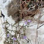 Limonium cordatum Flower