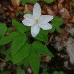 Anemone trifolia Flor