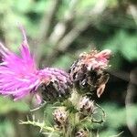 Cirsium palustre Flower