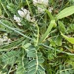 Astragalus depressus Habit