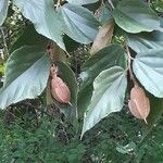 Luehea candida Fruto