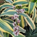 Dracaena fragrans Blad