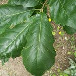 Quercus bicolor পাতা