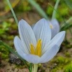 Crocus baytopiorum