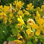 Senna marilandica Λουλούδι