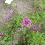 Verbena canadensis Žiedas