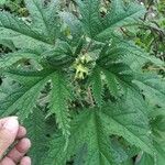 Girardinia diversifolia Blatt