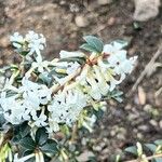 Osmanthus delavayi 花