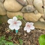 Geranium viscosissimum Blomst