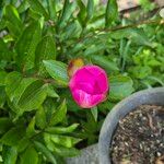 Paeonia broteri叶