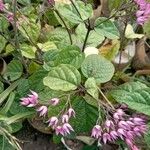 Clerodendrum umbellatum Flower