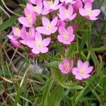 Centaurium littorale Квітка