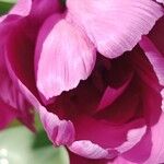 Tulipa agenensis Flower
