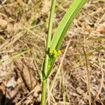 Bupleurum praealtum Floare