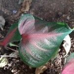 Caladium bicolorFolla