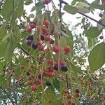Prunus serotina Fruto