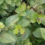 Jasminum grandiflorum Hoja