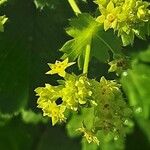 Alchemilla xanthochlora Кветка