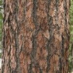 Pinus arizonica Bark