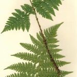 Dryopteris × ambroseae Leaf