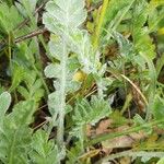 Achillea holosericea 叶