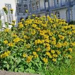 Phlomis fruticosaFlor