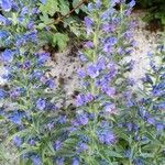 Echium callithyrsum Flower