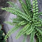 Asplenium trichomanesΣυνήθη χαρακτηριστικά