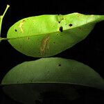 Maytenus floribunda Blatt