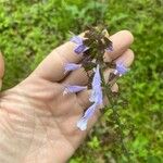 Salvia lyrataFlower