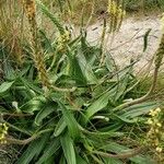 Plantago maritima Levél